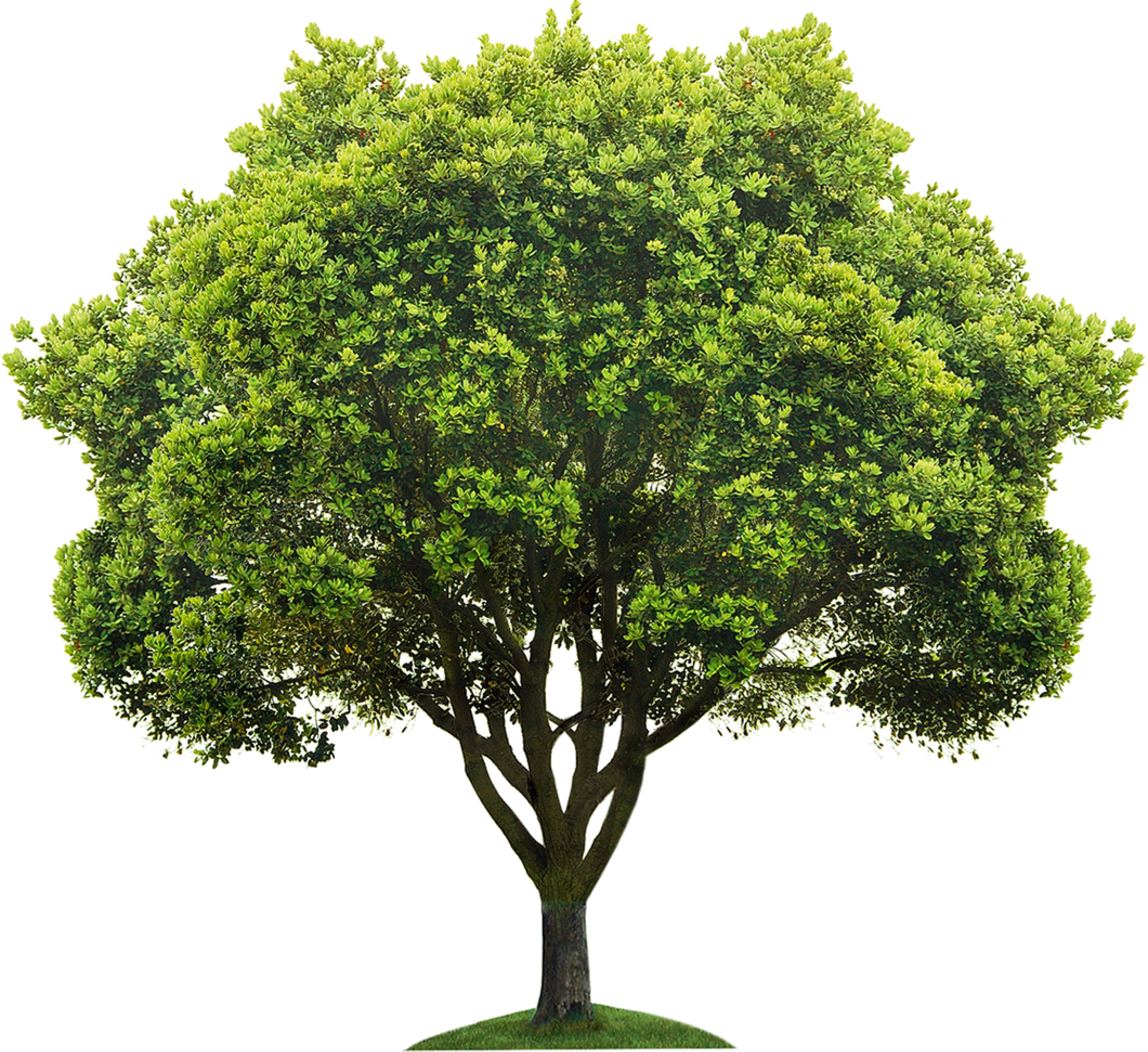 Tree image